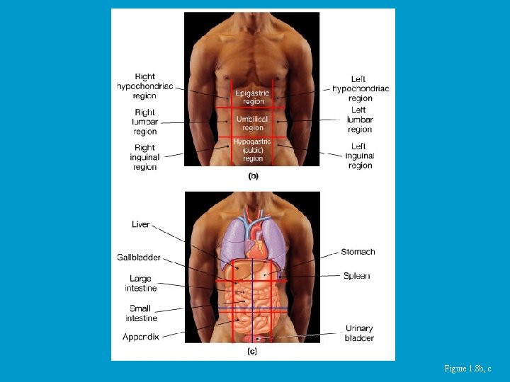 Figure 1. 8 b, c 