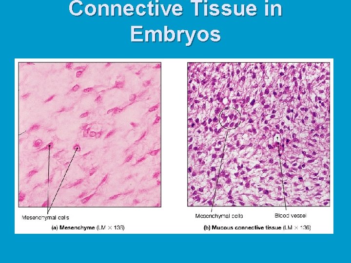 Connective Tissue in Embryos Connective Tissue in Embryos