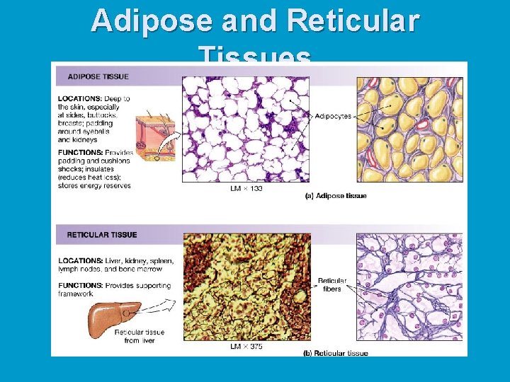 Adipose and Reticular Tissues Adipose and Reticular Tissues