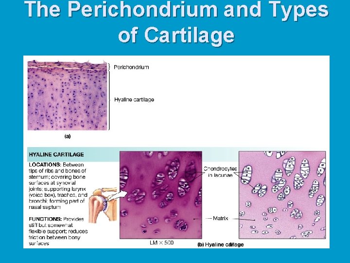 The Perichondrium and Types of Cartilage The Perichondrium and Types of Cartilage