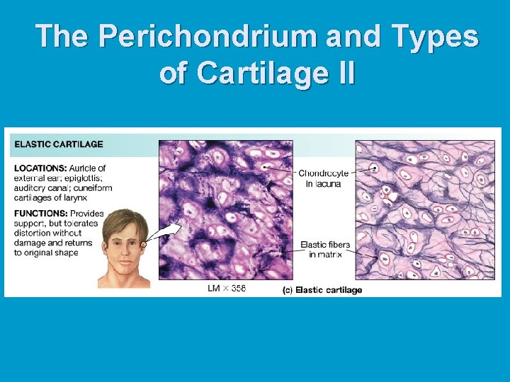 The Perichondrium and Types of Cartilage II The Perichondrium and Types of Cartilage II