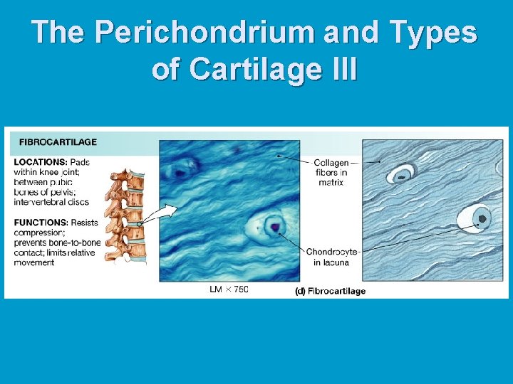 The Perichondrium and Types of Cartilage III The Perichondrium and Types of Cartilage III