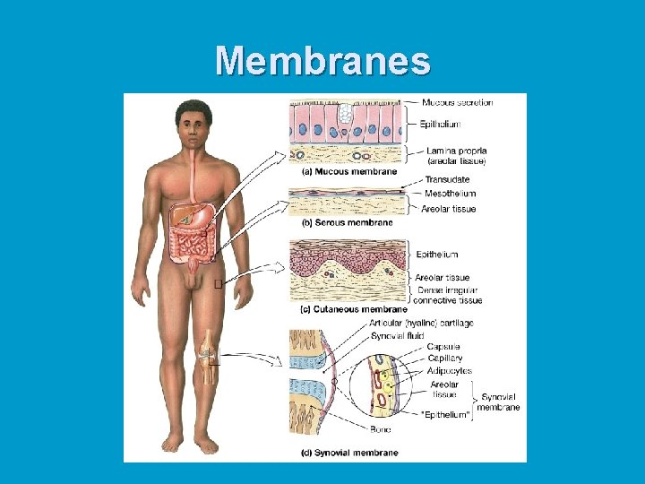 Membranes Membranes