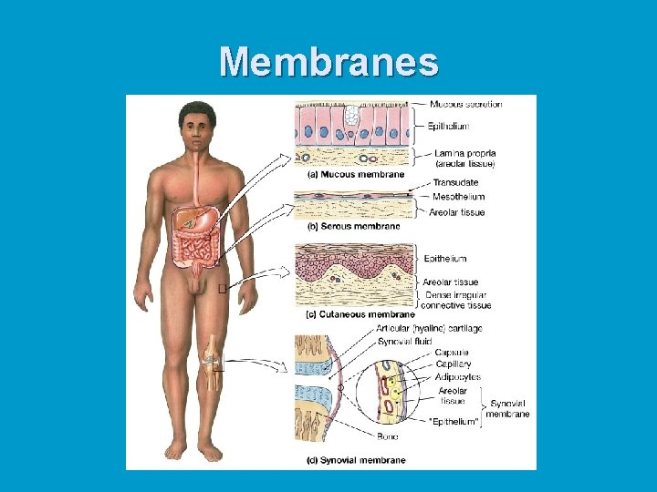Membranes 