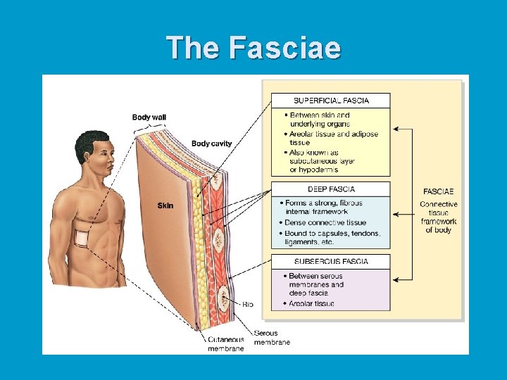 The Fasciae 