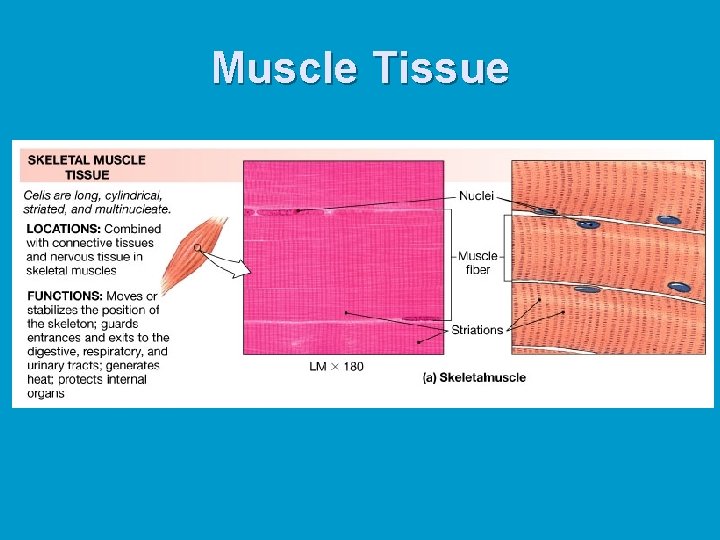 Muscle Tissue Muscle Tissue