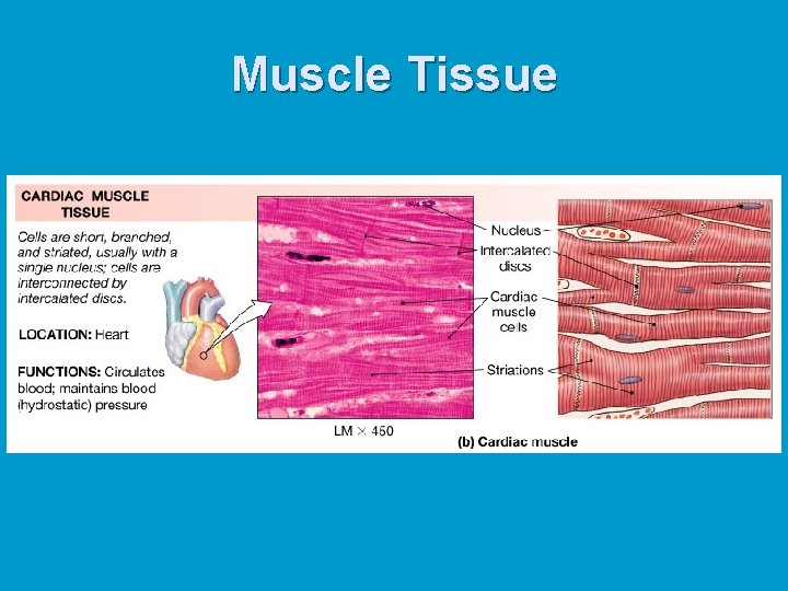 Muscle Tissue Muscle Tissue