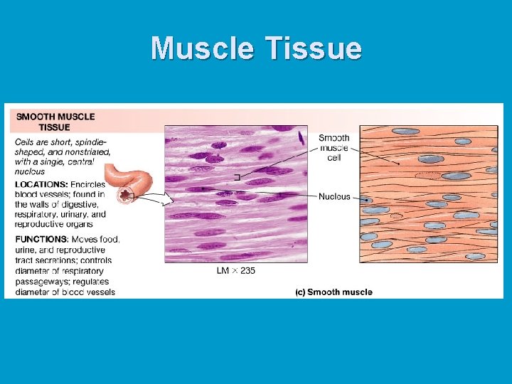 Muscle Tissue Muscle Tissue