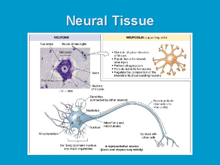Neural Tissue Neural Tissue