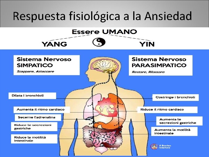 Respuesta fisiológica a la Ansiedad Respuesta fisiológica a la Ansiedad