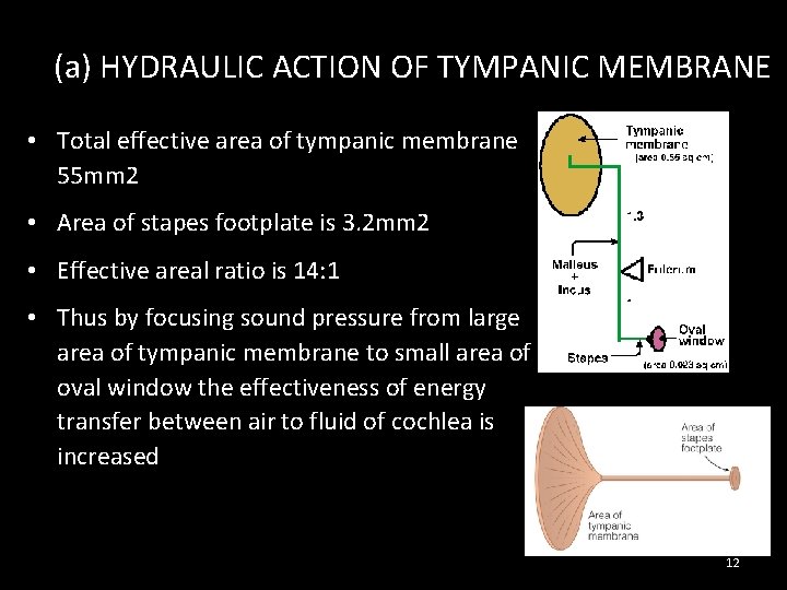 (a) HYDRAULIC ACTION OF TYMPANIC MEMBRANE • Total effective area of tympanic membrane 55