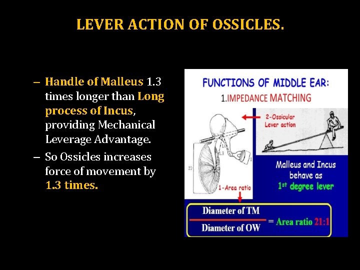 LEVER ACTION OF OSSICLES. – Handle of Malleus 1. 3 times longer than Long