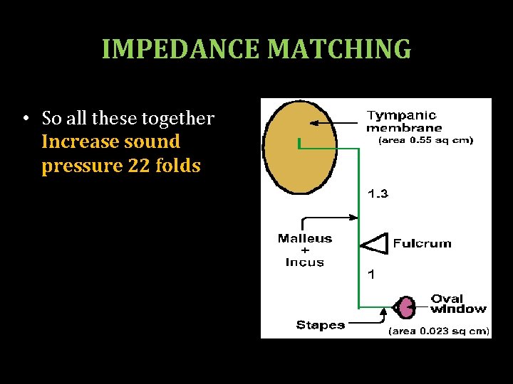 IMPEDANCE MATCHING • So all these together Increase sound pressure 22 folds 