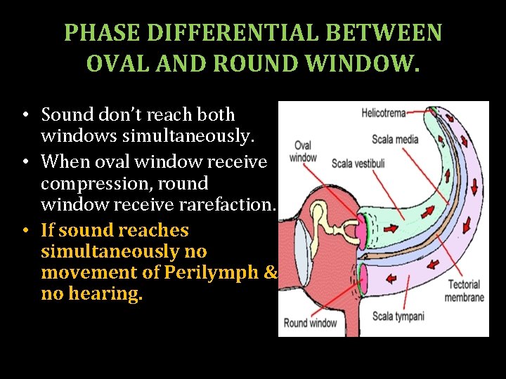 PHASE DIFFERENTIAL BETWEEN OVAL AND ROUND WINDOW. • Sound don’t reach both windows simultaneously.