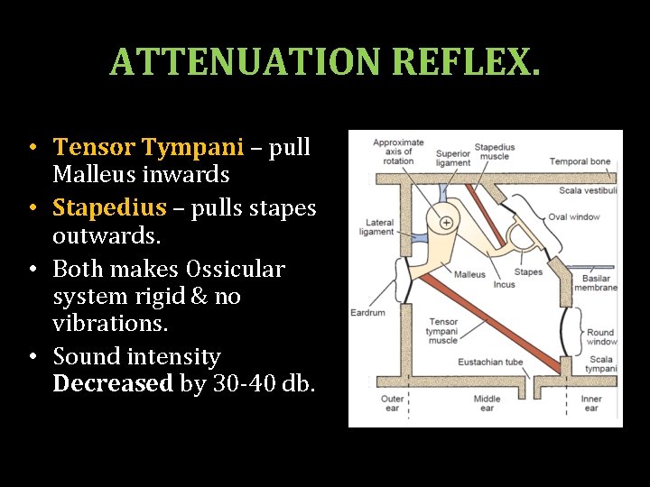 ATTENUATION REFLEX. • Tensor Tympani – pull Malleus inwards • Stapedius – pulls stapes