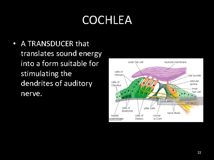 COCHLEA • A TRANSDUCER that translates sound energy into a form suitable for stimulating