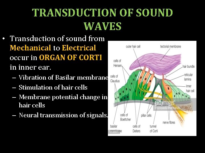TRANSDUCTION OF SOUND WAVES • Transduction of sound from Mechanical to Electrical occur in
