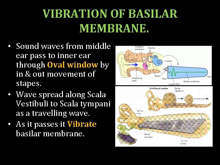VIBRATION OF BASILAR MEMBRANE. • Sound waves from middle ear pass to inner ear