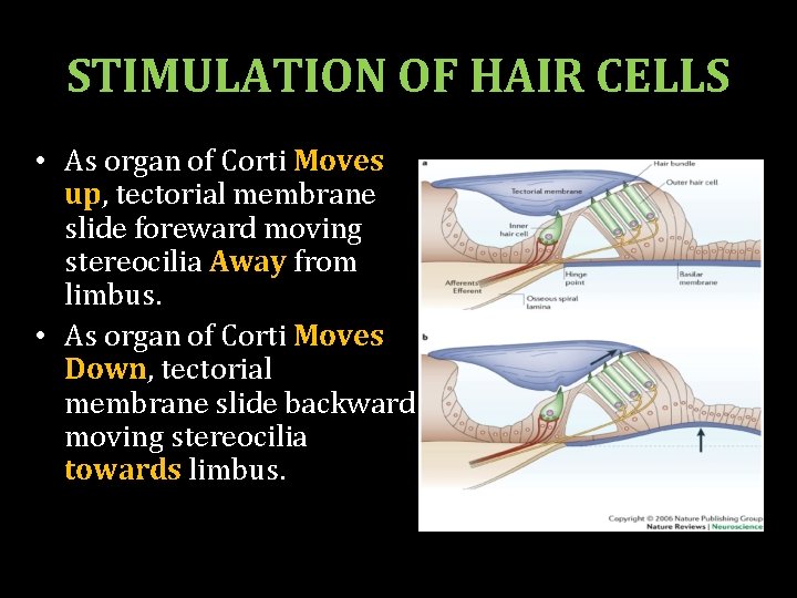 STIMULATION OF HAIR CELLS • As organ of Corti Moves up, tectorial membrane slide