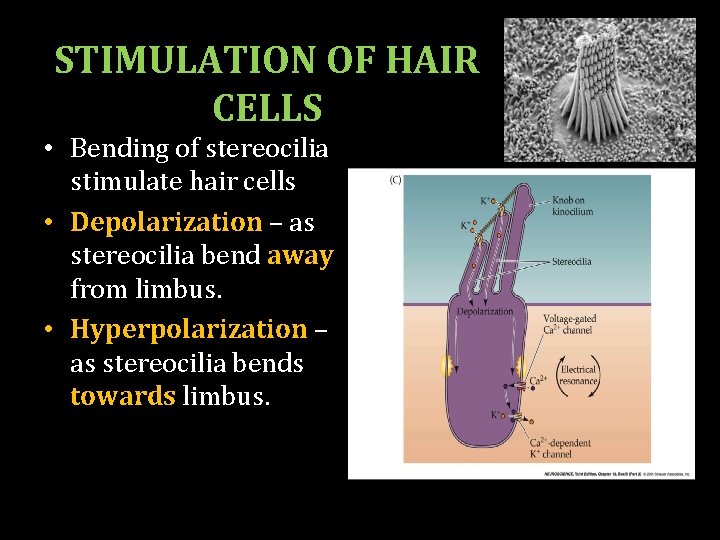 STIMULATION OF HAIR CELLS • Bending of stereocilia stimulate hair cells • Depolarization –