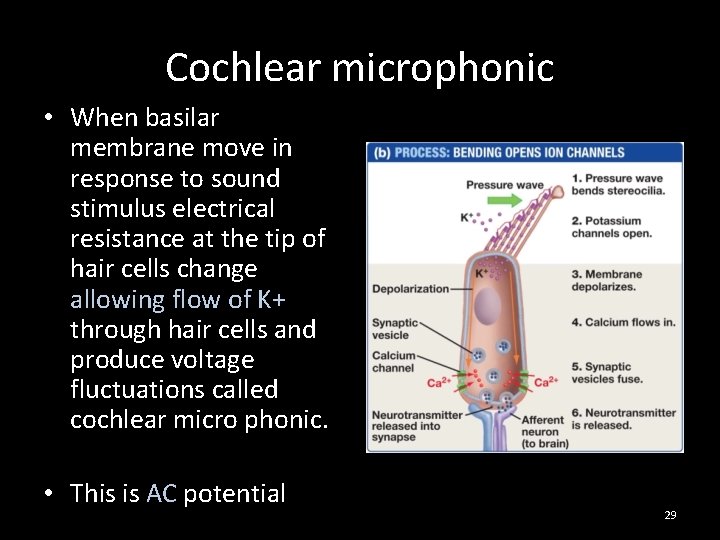 Cochlear microphonic • When basilar membrane move in response to sound stimulus electrical resistance