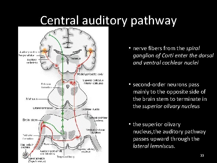 Central auditory pathway • nerve fibers from the spiral ganglion of Corti enter the
