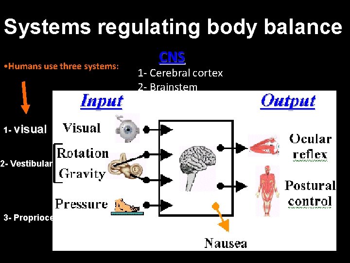 Systems regulating body balance • Humans use three systems: 1 - visual CNS 1
