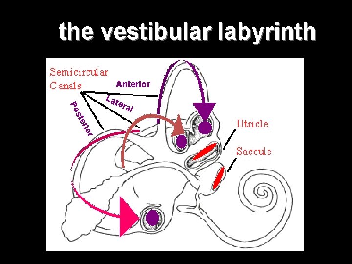 the vestibular labyrinth Anterior Lat Po era ior r ste l 