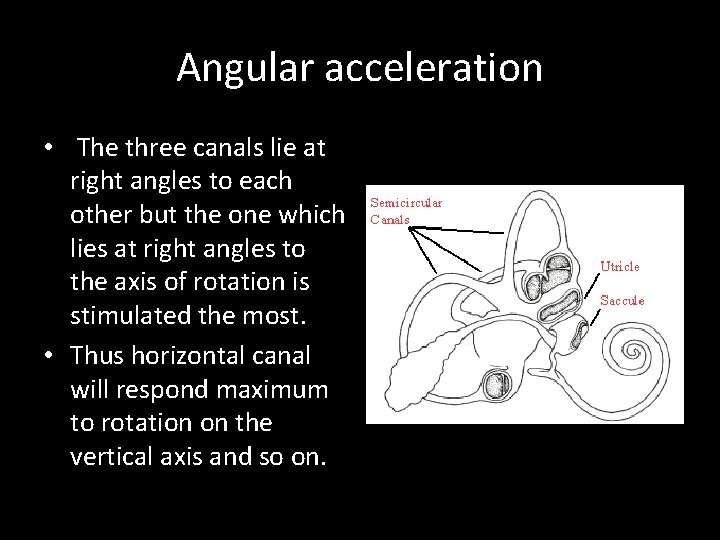 Angular acceleration • The three canals lie at right angles to each other but