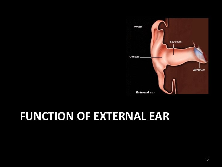 FUNCTION OF EXTERNAL EAR 5 