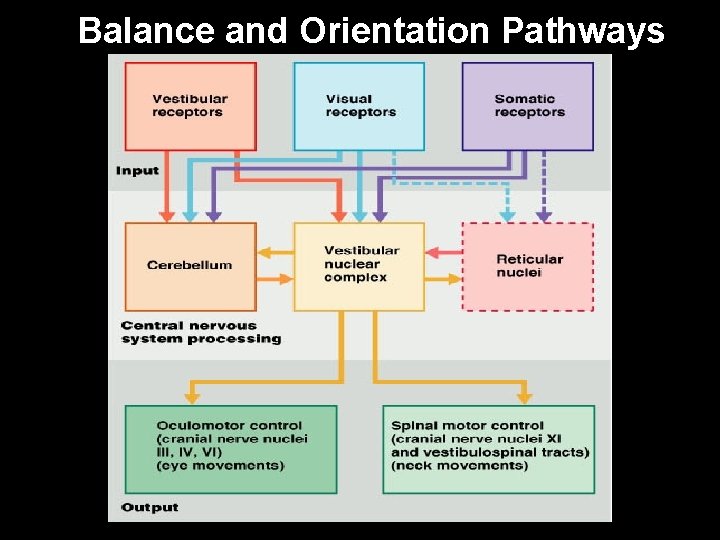 Balance and Orientation Pathways 