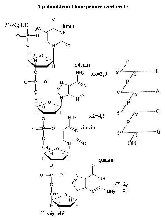 A polinukleotid lánc primer szerkezete 5’-vég felé timin adenin p. K=3, 8 p. K=4,
