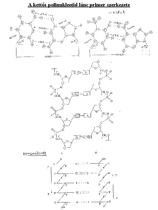 A kettős polinukleotid lánc primer szerkezete 