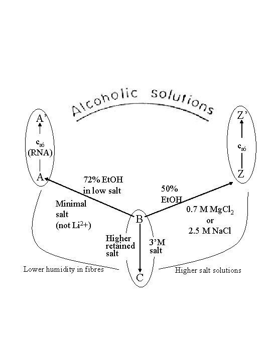 A’ Z’ csó (RNA) csó A 72% Et. OH 50% in low salt Et.