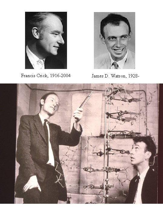 Francis Crick, 1916 -2004 Watson, 1928 James D. Watson, 1928 - Crick, 1916 