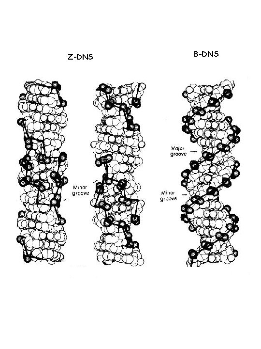 Z-DNS B-DNS 