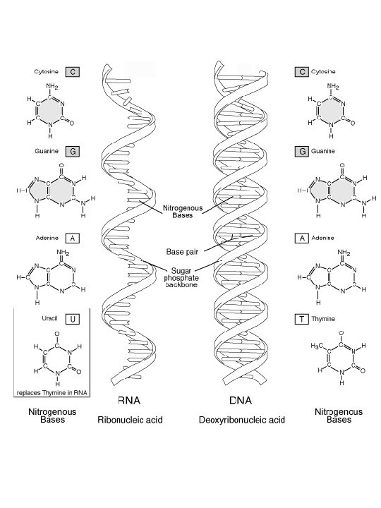 Структурная рнк. Структура молекулы РНК. РНК структура молекулы РНК. Схематическое строение РНК. Схема структуры РНК.