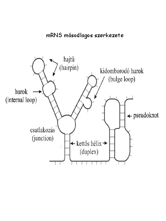 m. RNS másodlagos szerkezete m. RNS másodlagos szerkezete