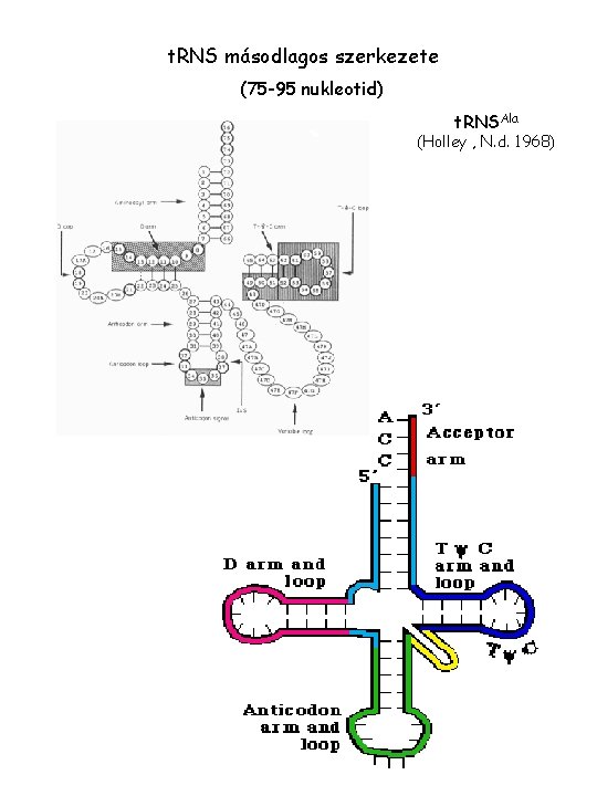 t. RNS másodlagos szerkezete (75 -95 nukleotid) t. RNSAla (Holley , N. d. 1968)