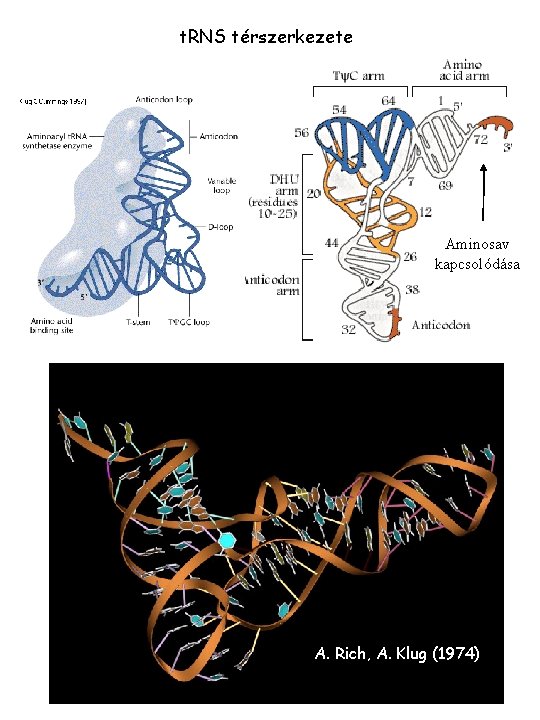 t. RNS térszerkezete Aminosav kapcsolódása A. Rich, A. Klug (1974) 