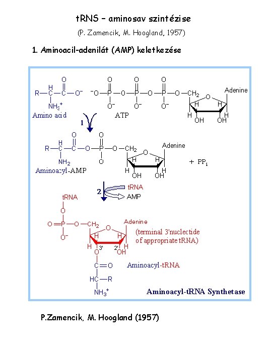 t. RNS – aminosav szintézise (P. Zamencik, M. Hoogland, 1957) 1. Aminoacil-adenilát (AMP) keletkezése