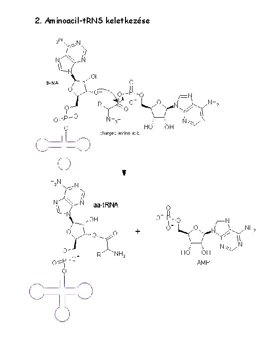 2. Aminoacil-t. RNS keletkezése 