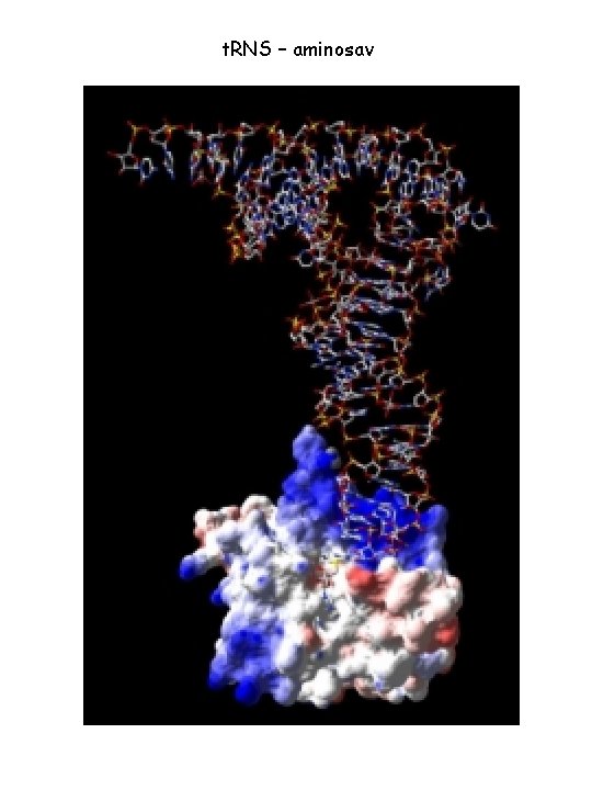 t. RNS – aminosav 