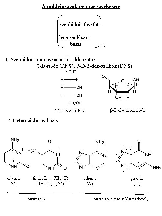 A nukleinsavak primer szerkezete - szénhidrát-foszfát – heterociklusos bázis n 1. Szénhidrát: monoszacharid, aldopentóz