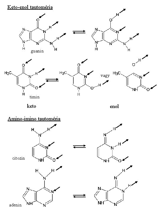 Keto-enol tautoméria guanin vagy timin keto Amino-imino tautoméria citozin adenin enol 
