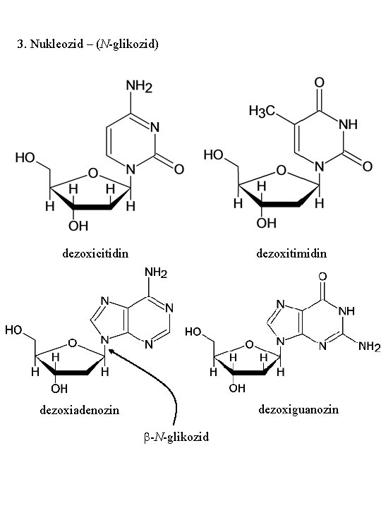 3. Nukleozid – (N-glikozid) dezoxicitidin dezoxitimidin dezoxiguanozin dezoxiadenozin b-N-glikozid 