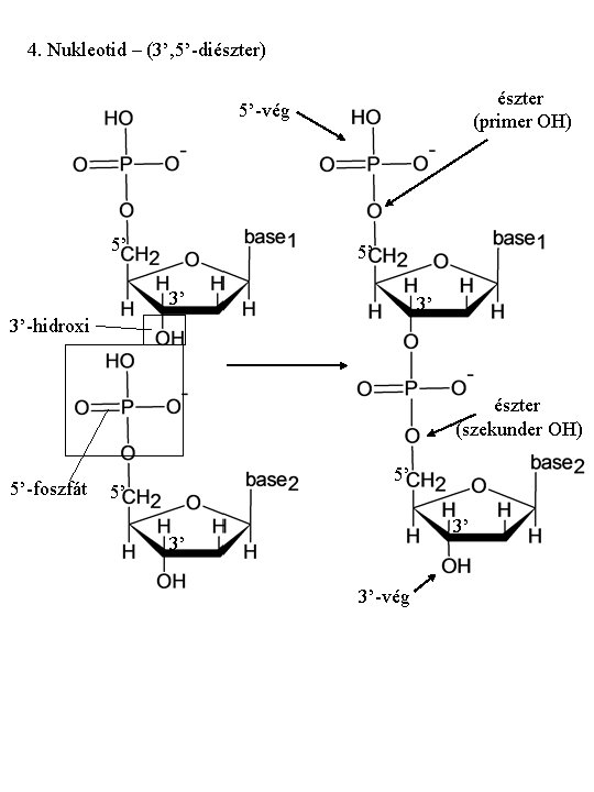 4. Nukleotid – (3’, 5’-diészter) észter (primer OH) 5’-vég 5’ 5’ 3’ 3’ 3’-hidroxi 4. Nukleotid – (3’, 5’-diészter) észter (primer OH) 5’-vég 5’ 5’ 3’ 3’ 3’-hidroxi