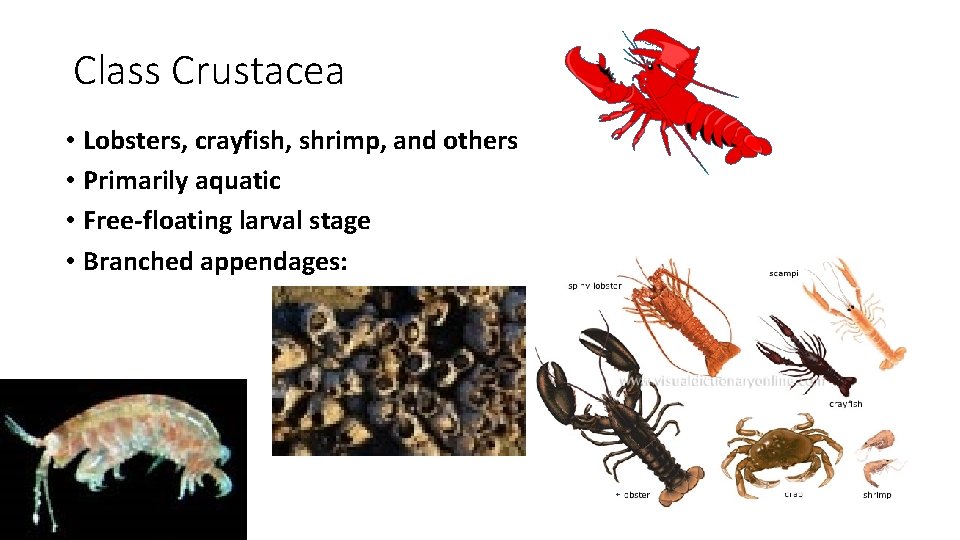 Class Crustacea • Lobsters, crayfish, shrimp, and others • Primarily aquatic • Free-floating larval