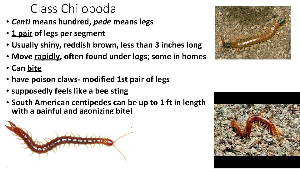 Class Chilopoda • Centi means hundred, pede means legs • 1 pair of legs