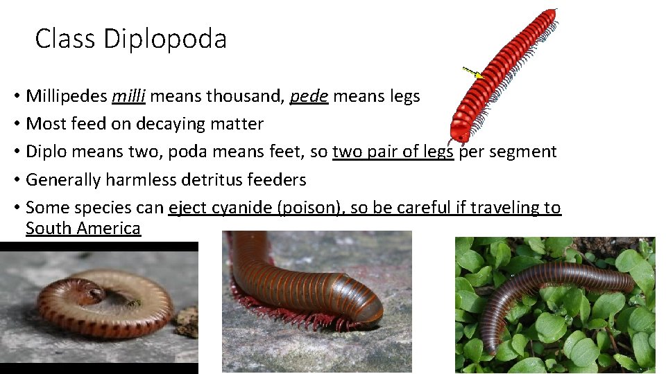Class Diplopoda • Millipedes milli means thousand, pede means legs • Most feed on